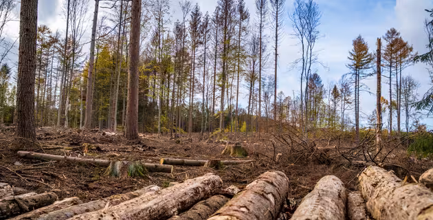alerta-ambiental-deforestacion